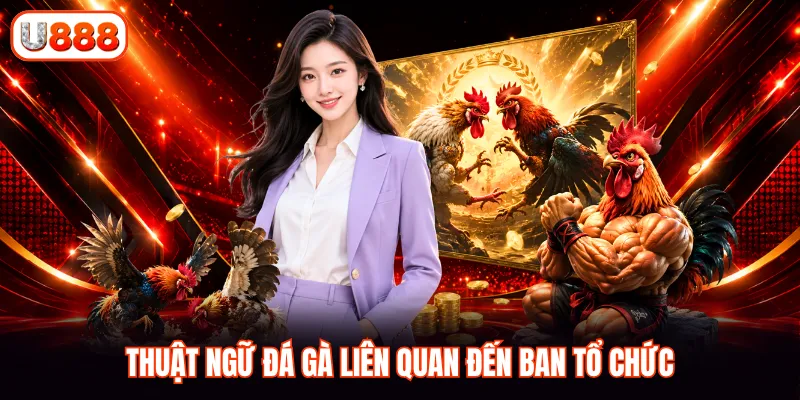 Thuật ngữ đá gà liên quan đến ban tổ chức